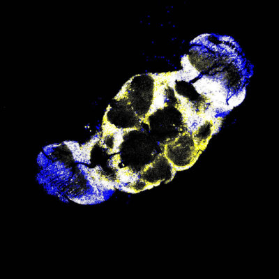 New discovery reveals mechanism for lasting memories