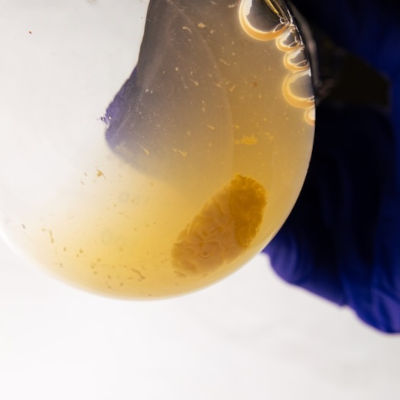 Biofilms emerge as crucial in space travel