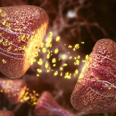 Gene reprogramming restores memory in aging mice