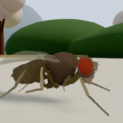 Whole-brain emulation drives simulated fly behaviors