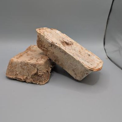 Fungi could help construct buildings on the moon and Mars