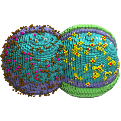 Scientists simulate a minimal bacterial cell's life cycle