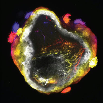 Scientists develop neurobots with self-organizing nervous systems from frog cells