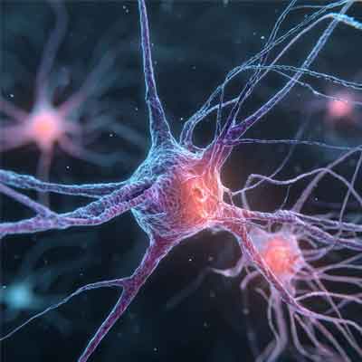 Bio-Inspired Adaptive Neurons For Dynamic Weighting In Artificial Neural Networks