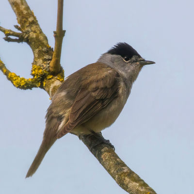 First high-resolution digital brain atlas created for a migratory songbird