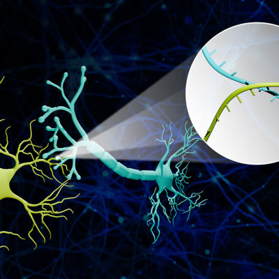 New method maps thousands of brain connections with single-synapse detail