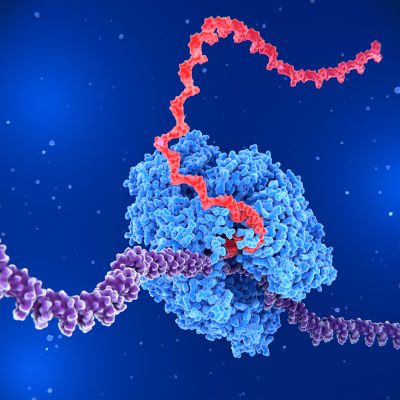 Control of synthetic gene circuits through DNA structure